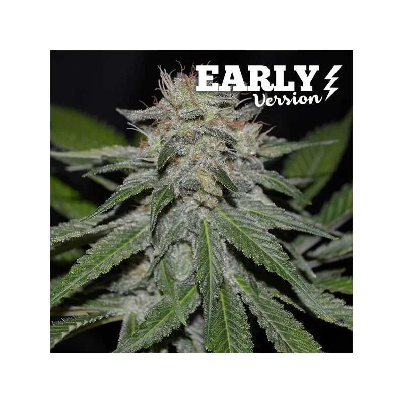 Critical Neville Haze Early Version 5er Delicious Seeds