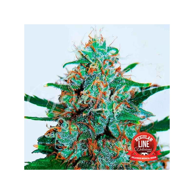 Critical Neville Haze Auto Regular von Delicious Seeds