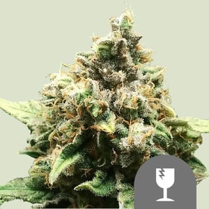 Critical Regular von Royal Queen Seeds