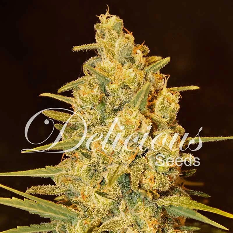 Critical Sensi Star von Delicious Seeds