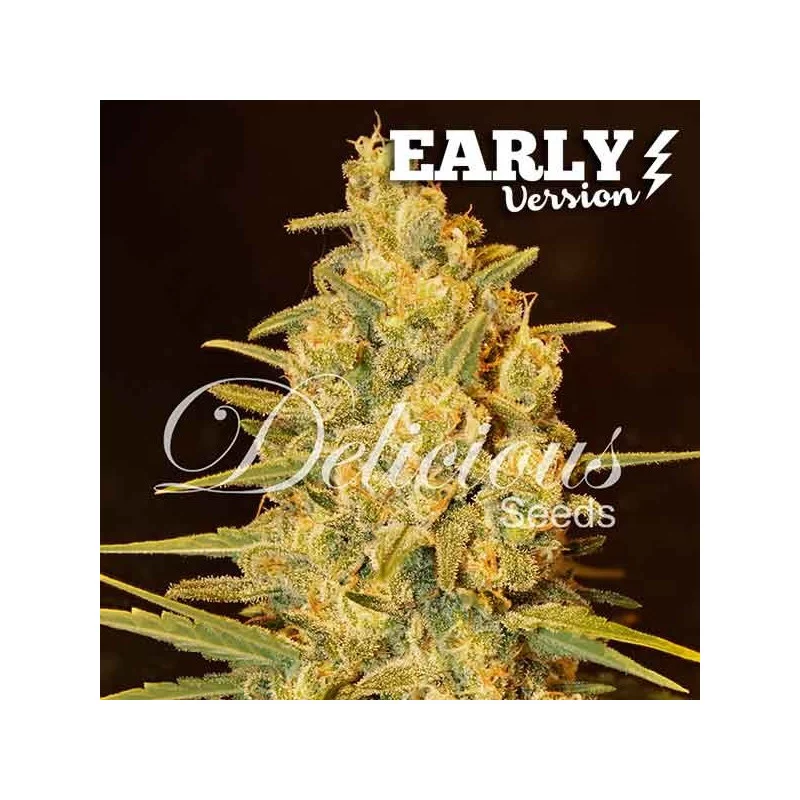 Critical Sensi Star Early Version von Delicious Seeds