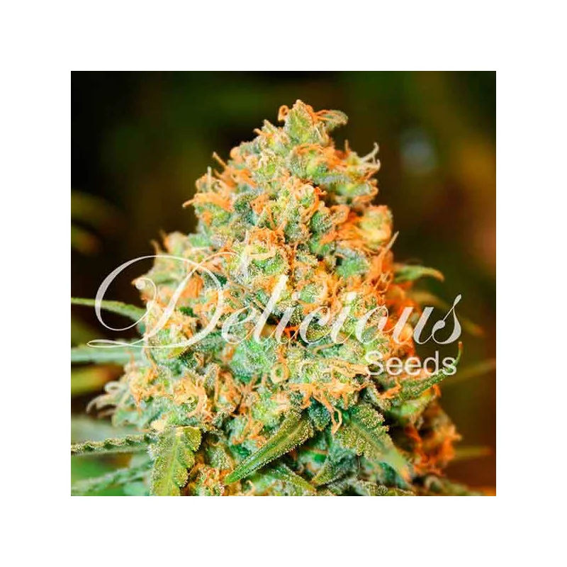 Critical Super Silver Haze von Delicious Seeds