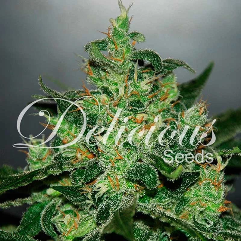 Critical Jack Herer Auto von Delicious Seeds
