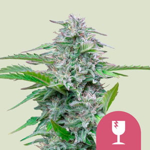 Critical 1 St. Royal Queen Seeds