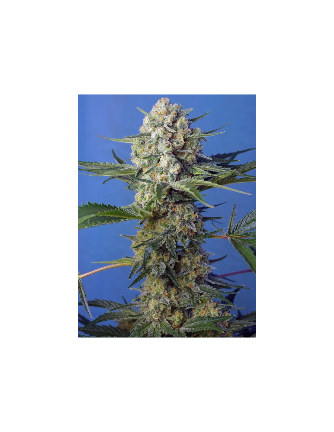 Crystal Candy F1 Fast Version von Sweet Seeds