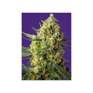 Crystal Candy XL Auto von Sweet Seeds