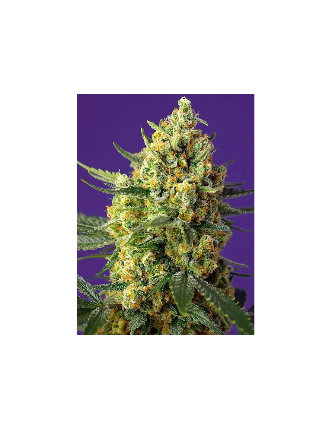 Crystal Candy XL Auto von Sweet Seeds