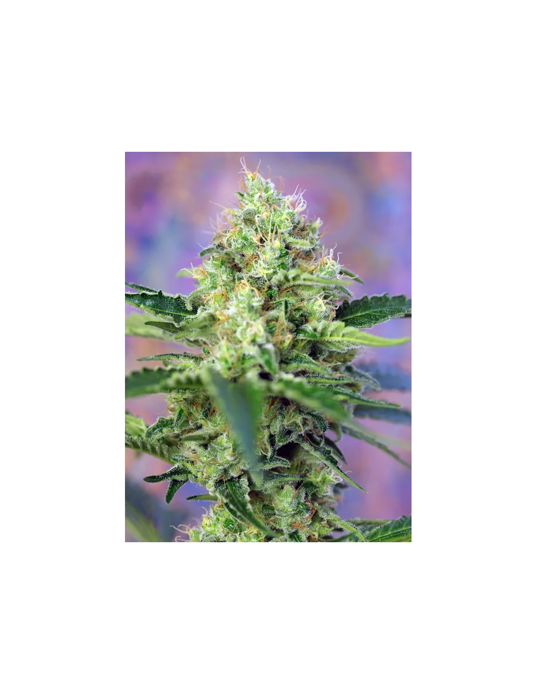Crystal Candy von Sweet Seeds