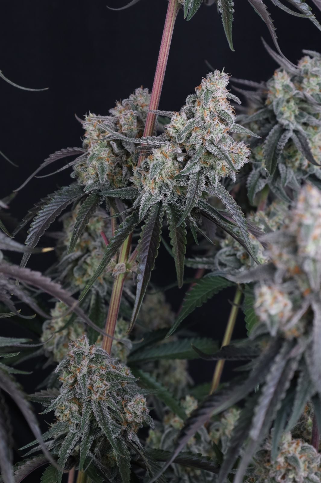 Pineapple OG Auto von Fast Buds