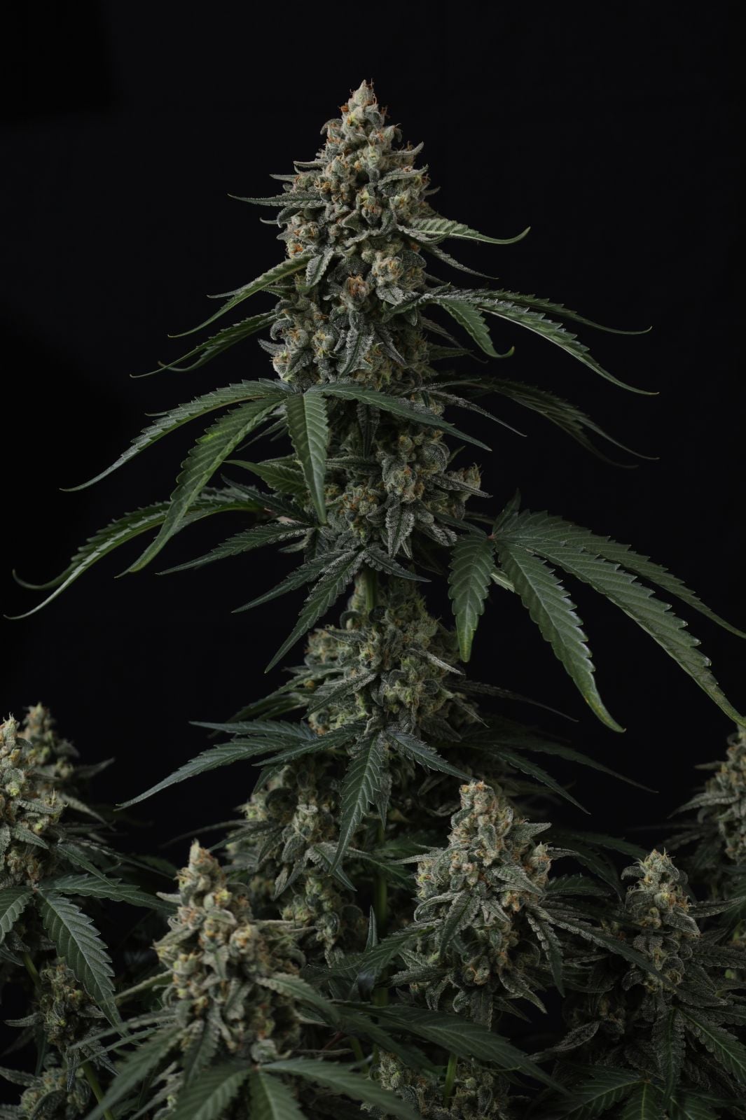 Banana Cherry Cookies Auto von Fast Buds
