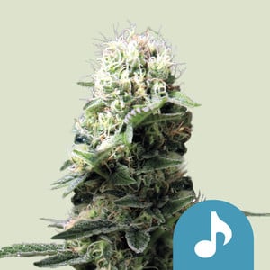 Dance World von Royal Queen Seeds
