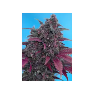 Dark Devil Auto von Sweet Seeds