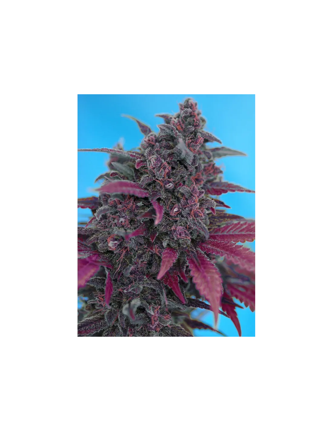 Dark Devil Auto von Sweet Seeds