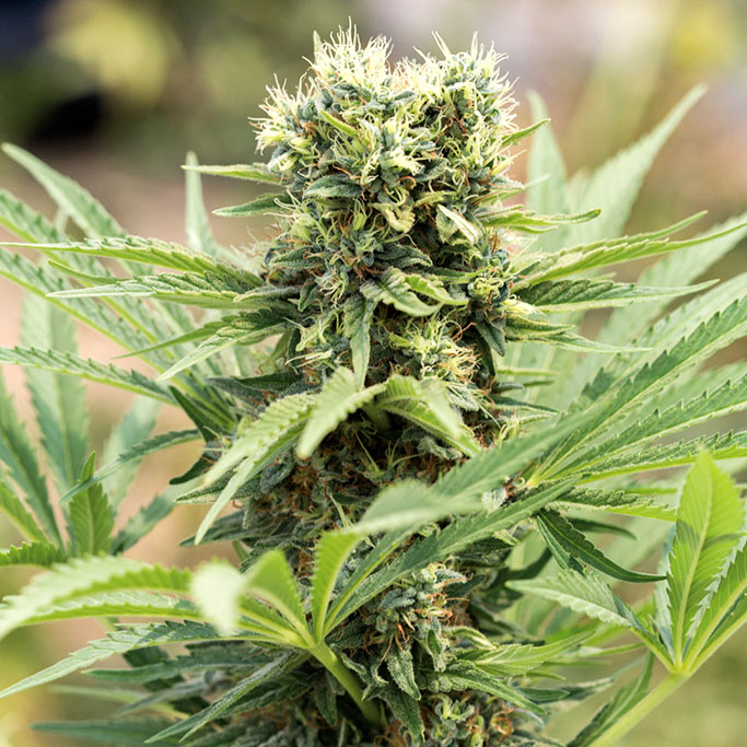 Dedoverde Haze von Humboldt Seed Organisation