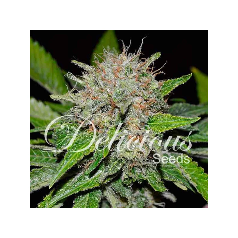 Deep Mandarine von Delicious Seeds