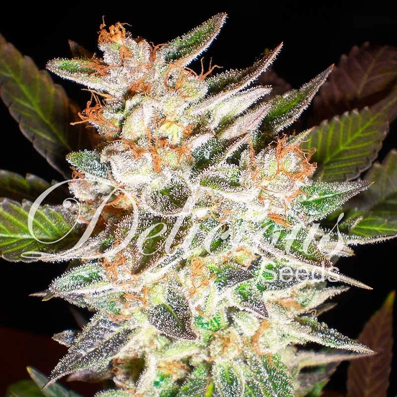 Delicious Candy Auto 3er