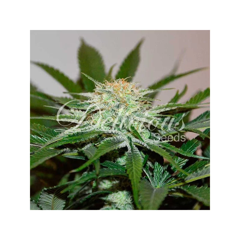 Descojack von Delicious Seeds