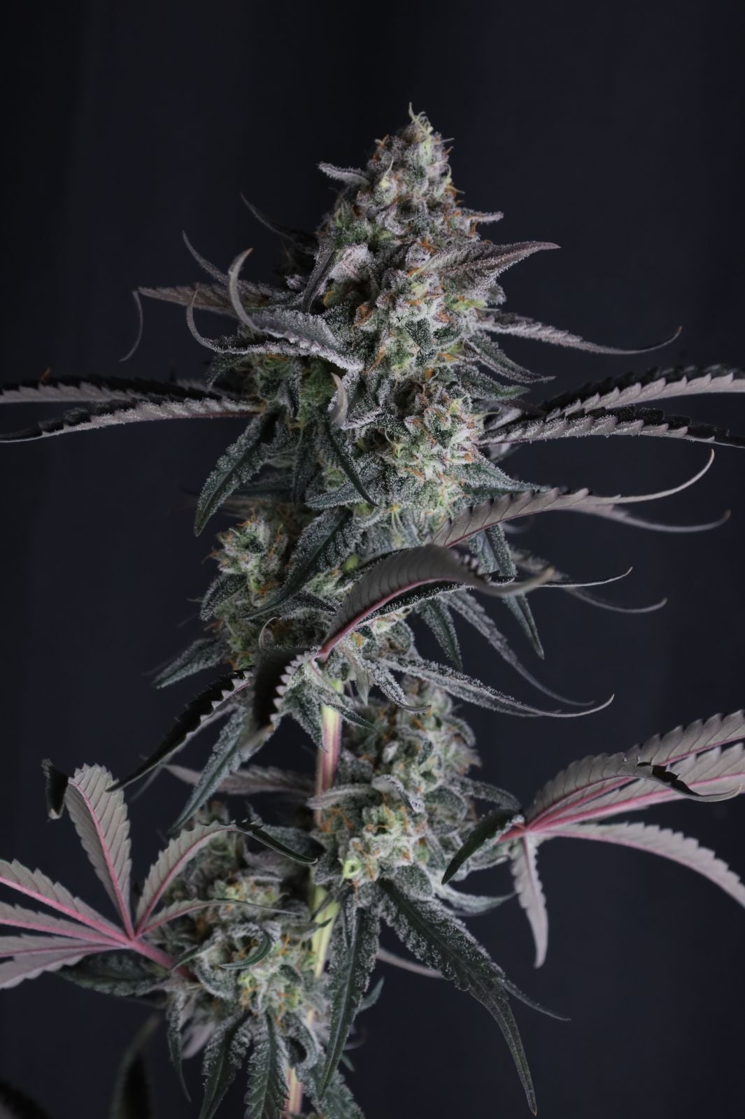 Pineapple OG Auto von Fast Buds