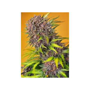 Diablo Rojo XL Auto von Sweet Seeds