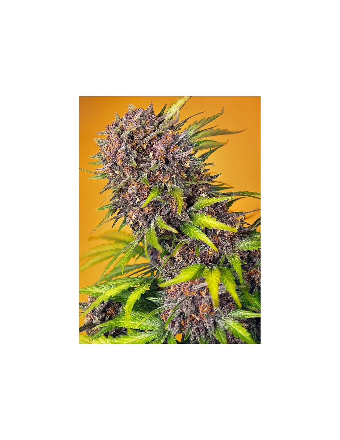 Diablo Rojo XL Auto von Sweet Seeds