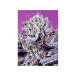 Diablo's Delight XL Auto von Sweet Seeds