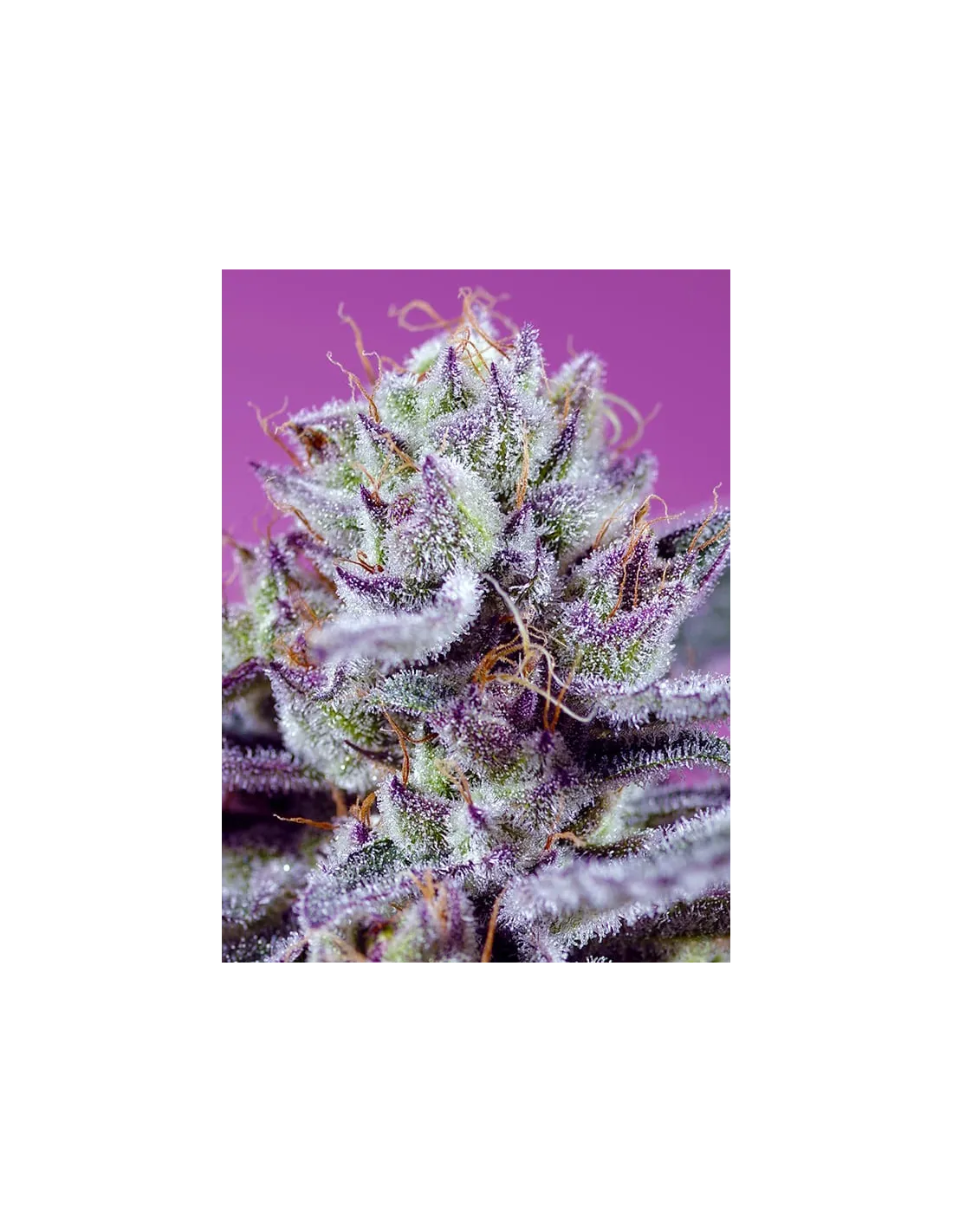 Diablo's Delight XL Auto von Sweet Seeds