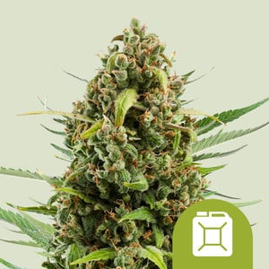 Diesel Auto von Royal Queen Seeds