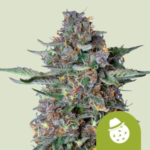 Do-Si-Dos Auto von Royal Queen Seeds
