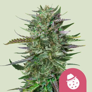 Do-Si-Dos von Royal Queen Seeds