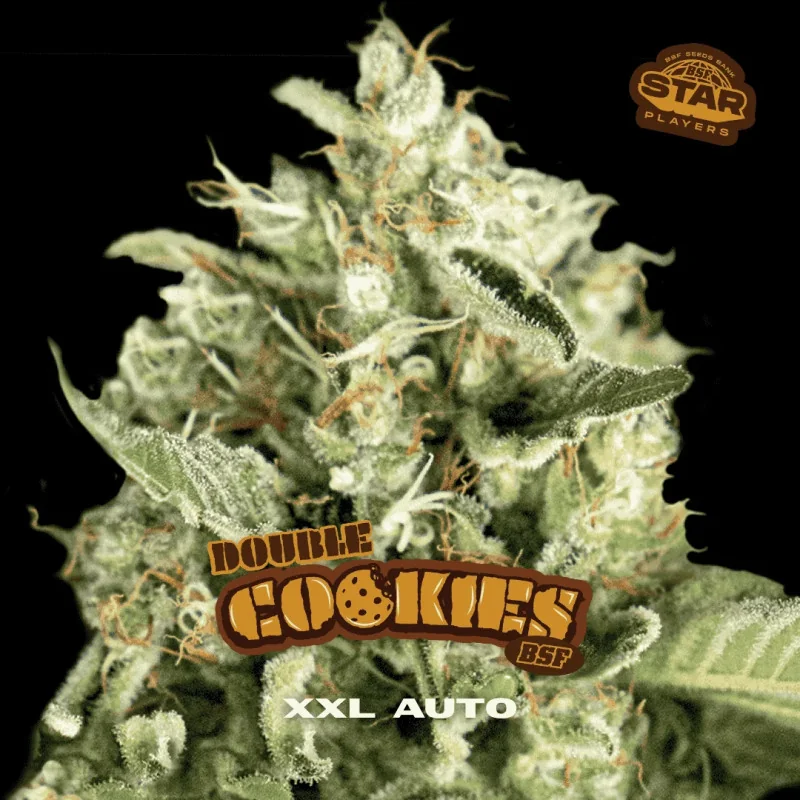 Double Cookies Auto BSF Seeds