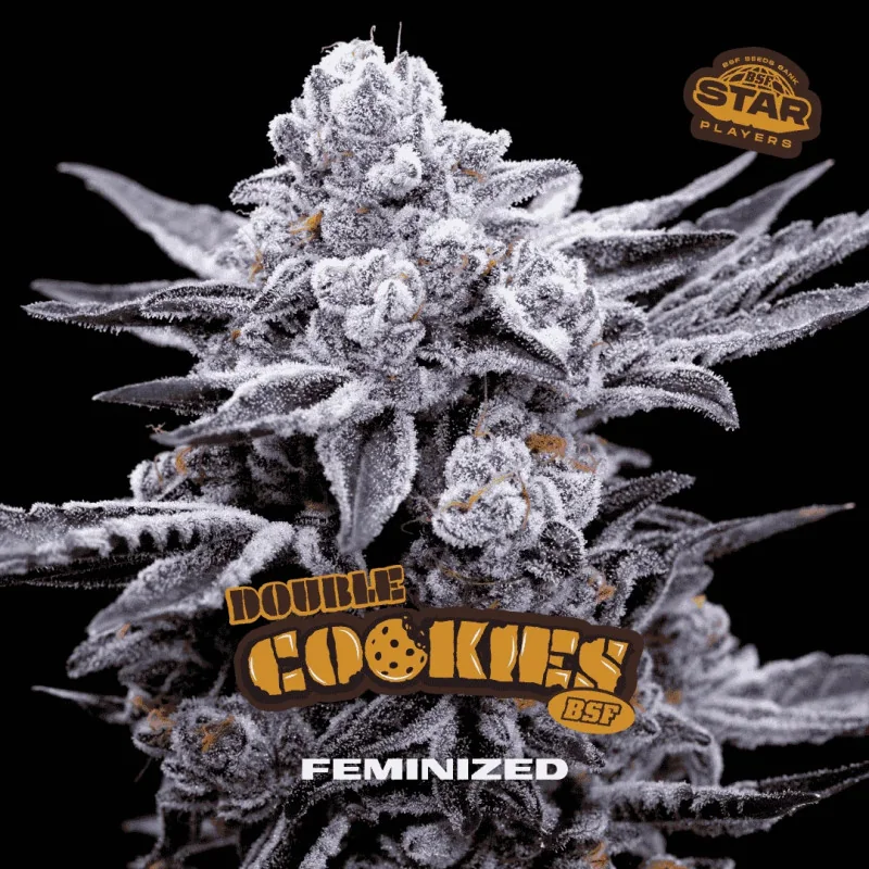 Double Cookies BSF Seeds