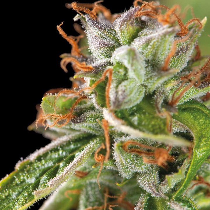 Double OG Haze Pyramid Seeds