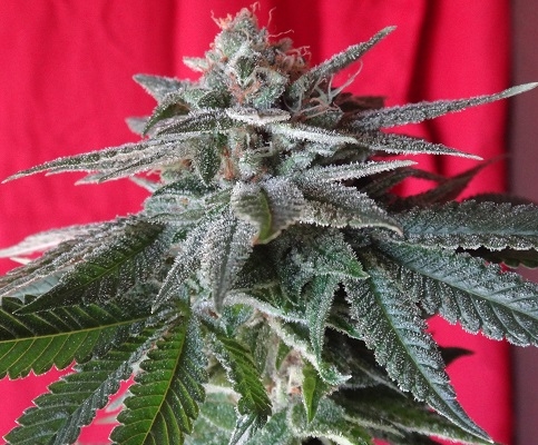Bubba Kush x PCK von ACE Seeds