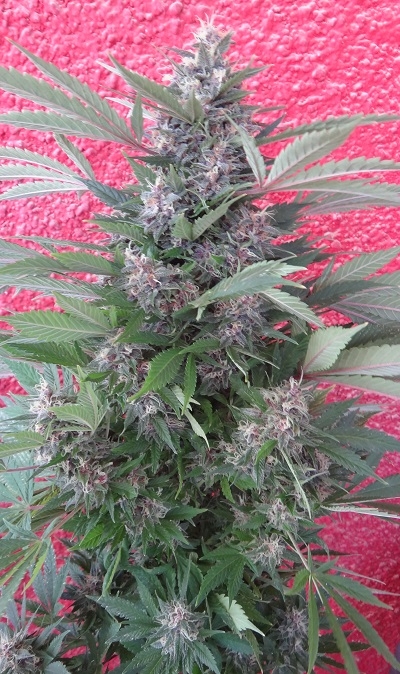 Bubba Kush x PCK von ACE Seeds