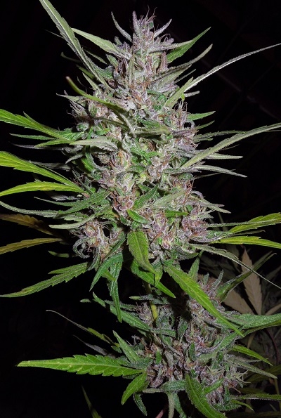 Honduras x Panama von ACE Seeds
