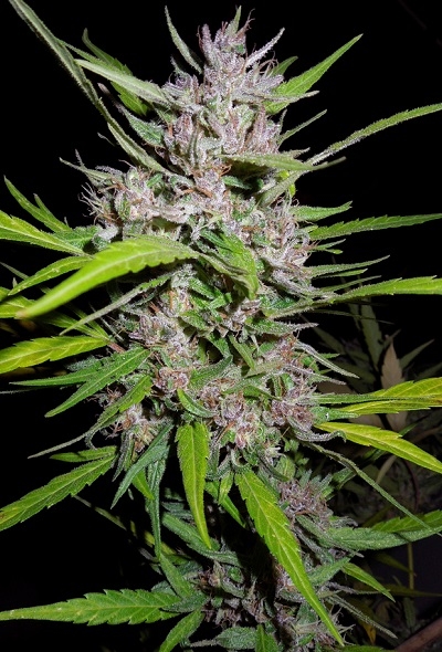 Honduras x Panama von ACE Seeds
