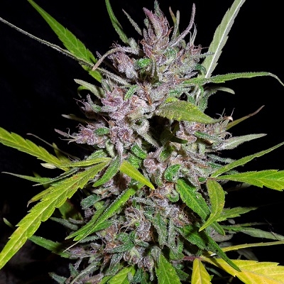 Honduras x Panama von ACE Seeds