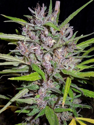 Honduras x Panama von ACE Seeds