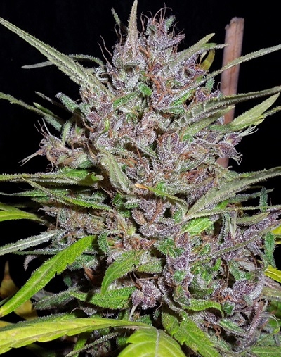 Honduras x Panama von ACE Seeds