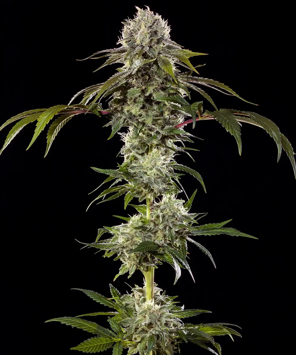 Durban Poison Barney's Farm