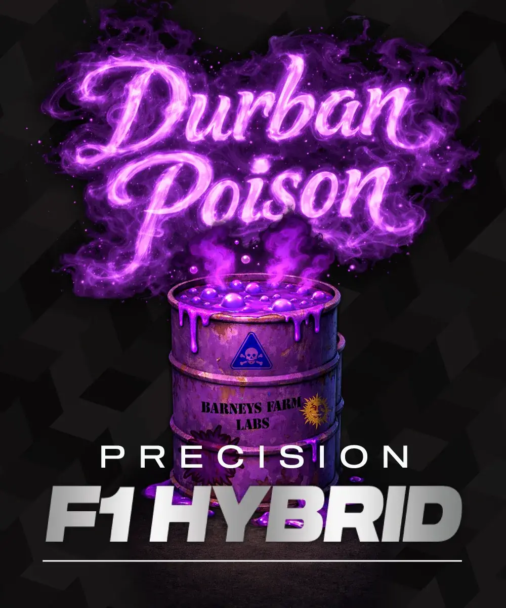 Durban Poison Barney's Farm