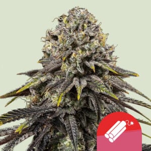Dynamite Diesel 1 St. Royal Queen Seeds