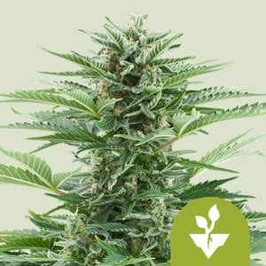 Easy Bud von Royal Queen Seeds