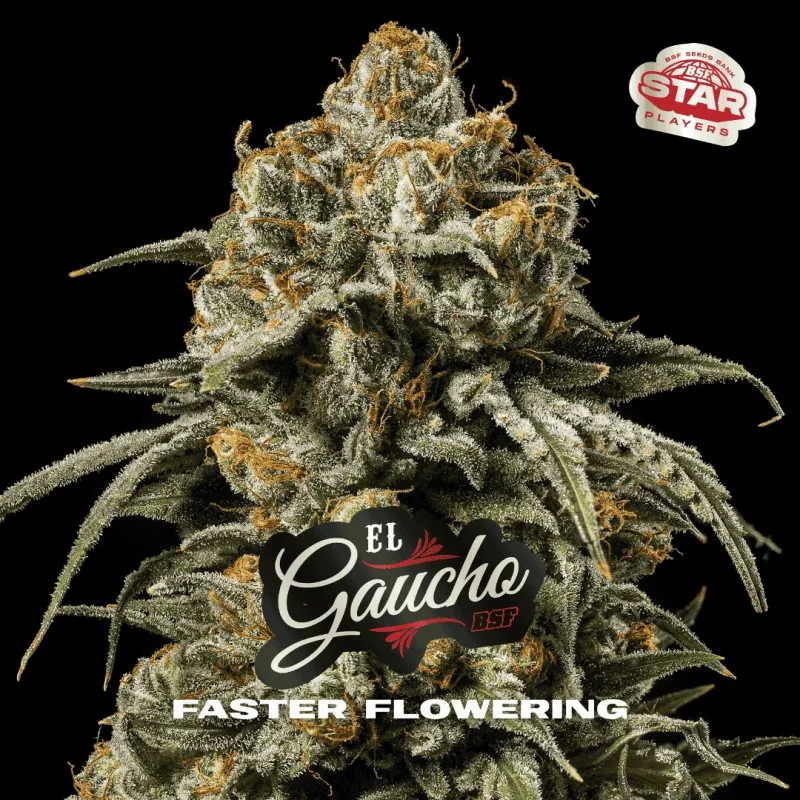 El Gaucho BSF Seeds