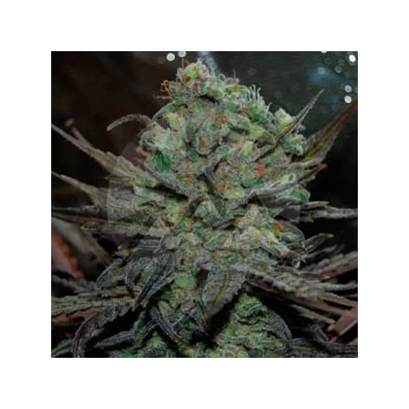 Eleven Roses Auto 3 St. Delicious Seeds