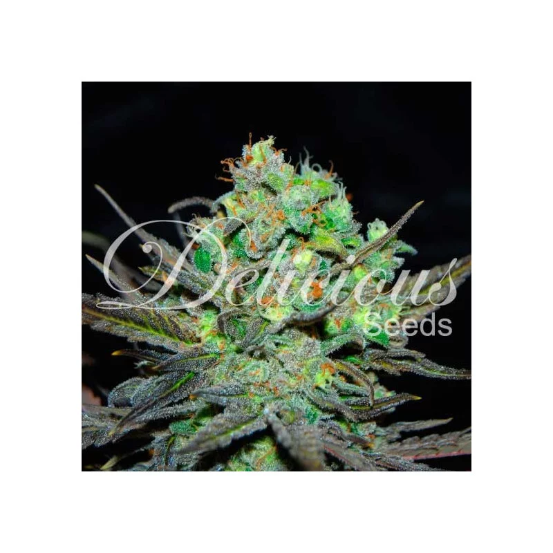 Eleven Roses 3er Delicious Seeds