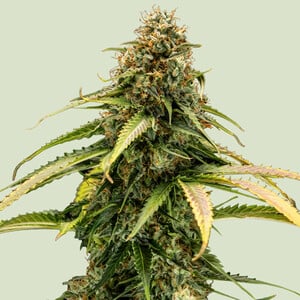 Epsilon F1 von Royal Queen Seeds