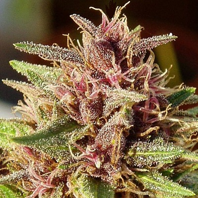 ErdPurt von ACE Seeds