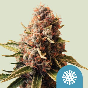Euphoria von Royal Queen Seeds