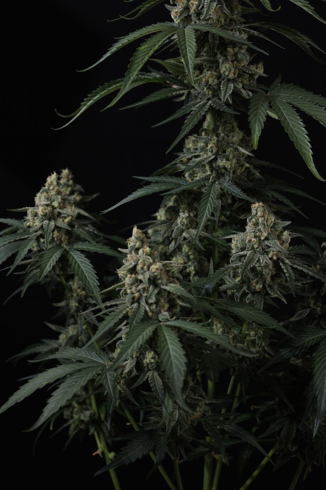 Banana Cherry Cookies Auto von Fast Buds